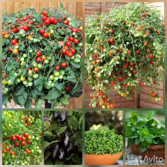 Перец, мангольд