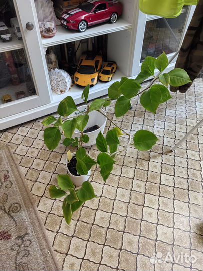 Бугенвиллея Fantasy Red