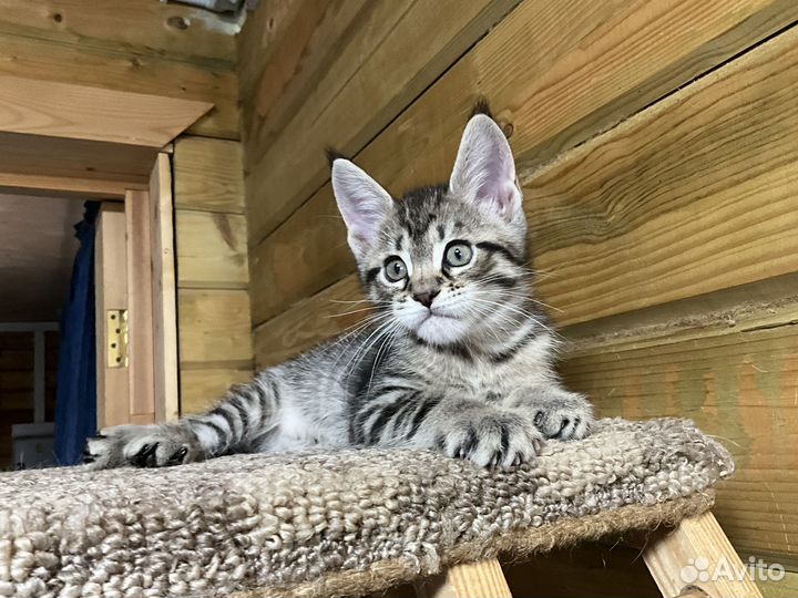 Котята мейн-кун