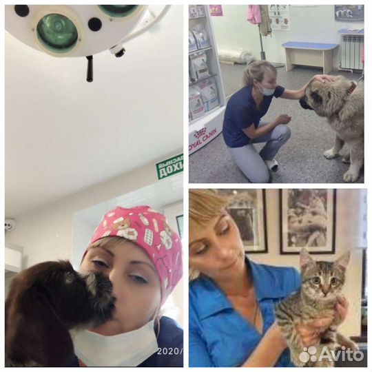 Ветеринарные услуги, уход, передержка