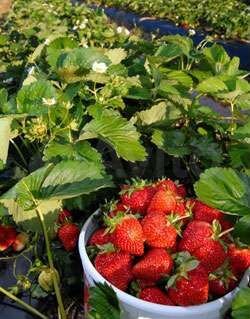 Дача 37 м² на участке 6 сот.