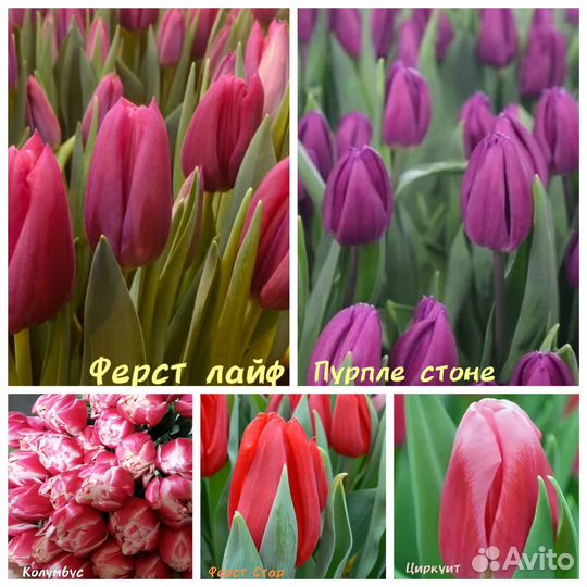 Луковицы тюльпана после выгонки очищенные