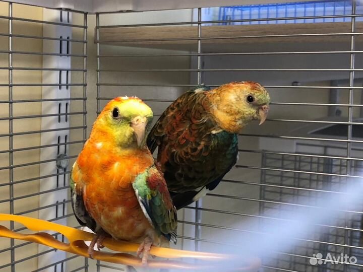 Певчие попугаи собственного разведения