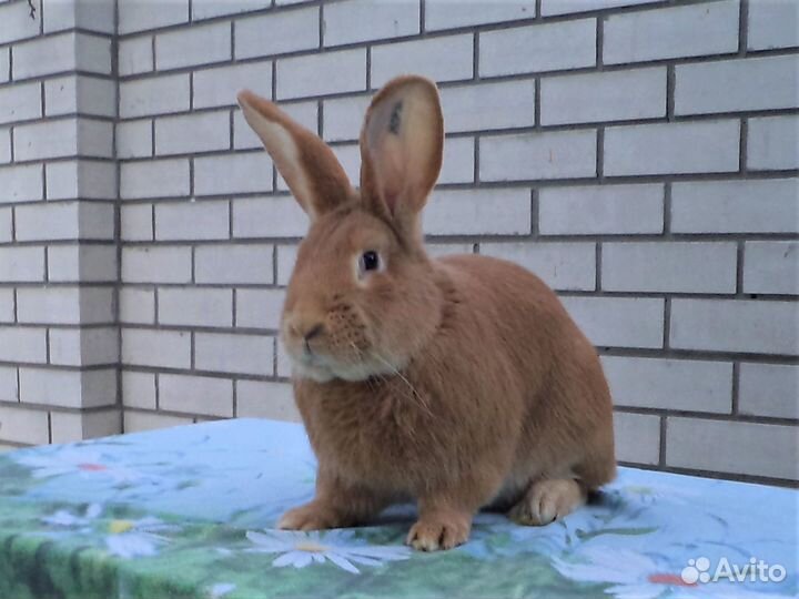 Племенные Бургундцы. Новые линии