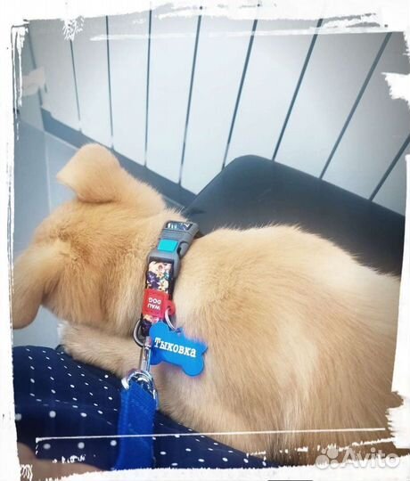 Адресники для собак