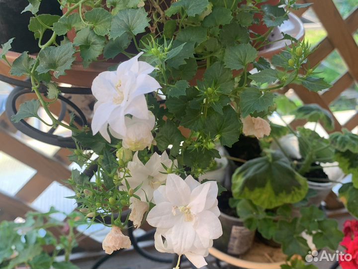 Кампанула, жених и невеста