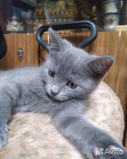 Кошечка в добрые руки, 2 месяца