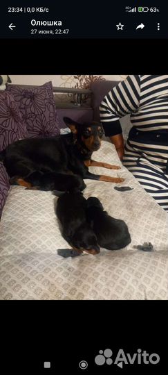 Карликовый пинчер цена 8000