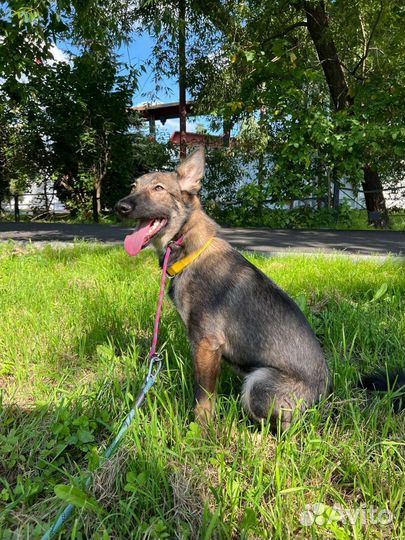 Метис овчарки девочка