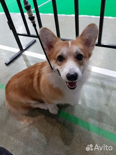 Вельш корги на разведение