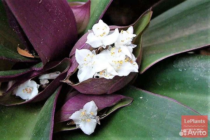 Традесканция разноцветная