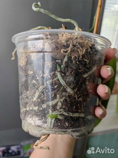 Орхидея фаленопсис