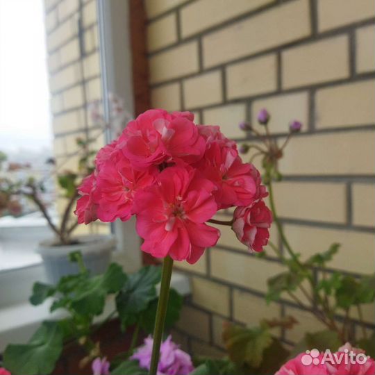 Герань пеларгония