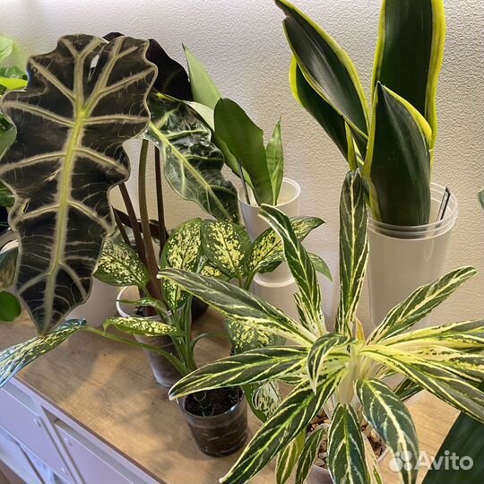 Комнатные растения