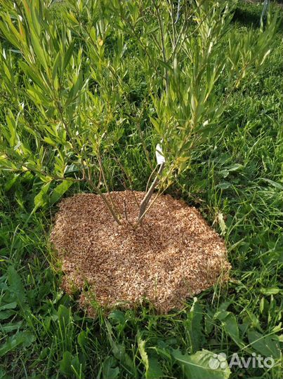 Мульча ольха