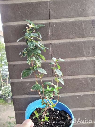 Самарская Лидия гортензия