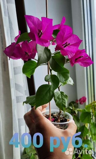 Бугенвиллея (Bougainvillea) Vera Deep Purple