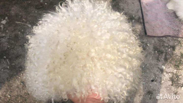 Шкуры овечьи козий Шкура