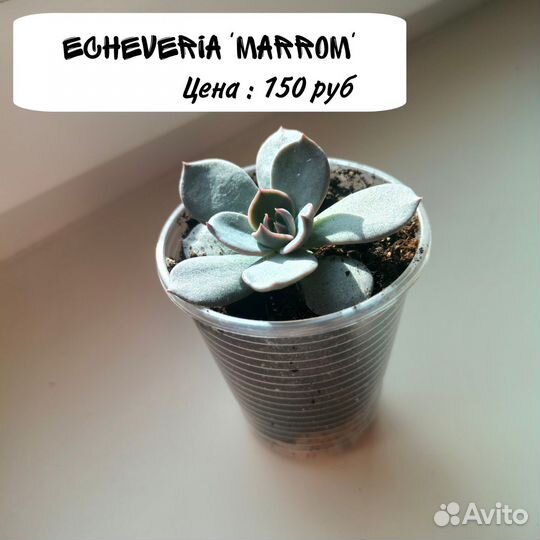 Суккуленты