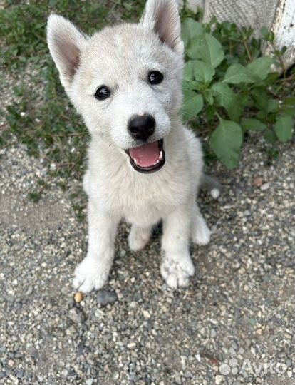 Щенки хаски