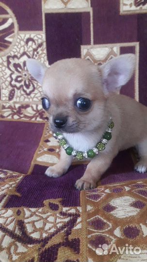 Щенки чихуахуа