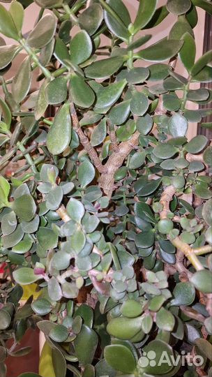 Денежное дерево (толстянка)