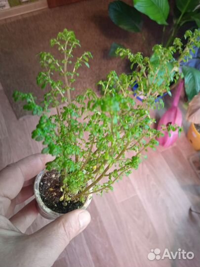 Комнатные цветы