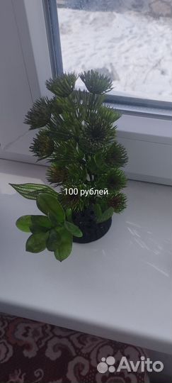 Аквариумные рыбки