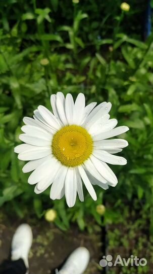 Рамашка срез, опт и розница