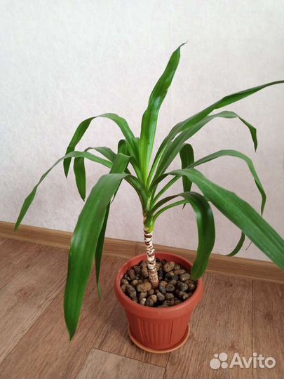 Домашние цветы