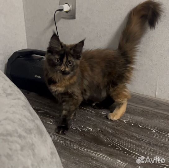 Котята мейн-кун