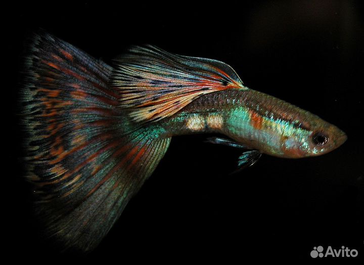 Рыбки гуппи