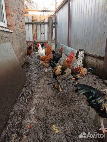 Молодые петухи