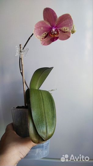 Орхидея фаленопсис