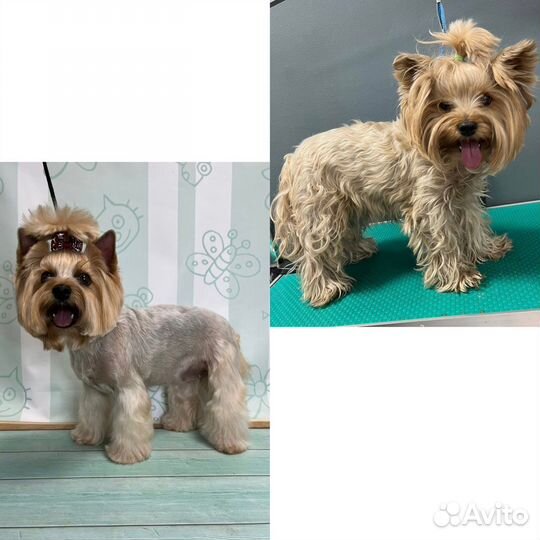 Груминг стрижка собак