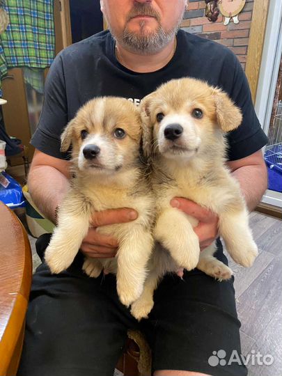 Щенки корги