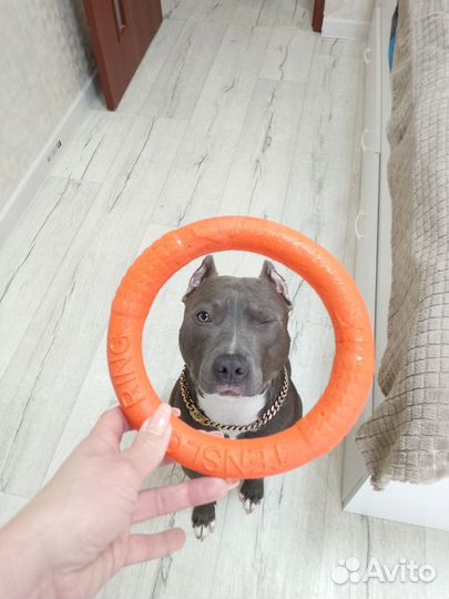 Американский стаффордширский терьер вязка