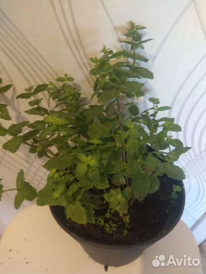 Мята,разные сорта