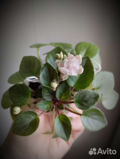 Фиалка трейлер