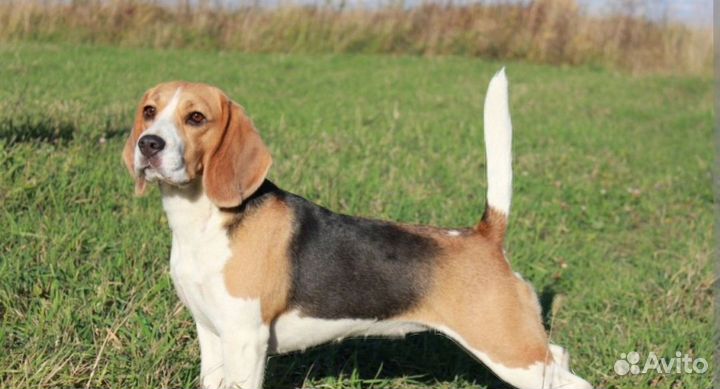 Бигль щенки помесь