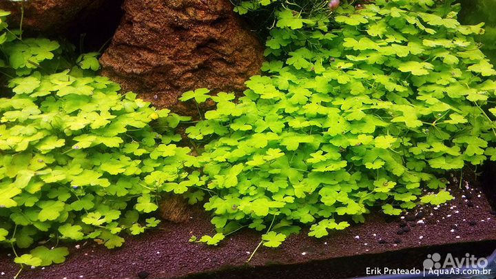 Гидрокотила трипартита меристемная