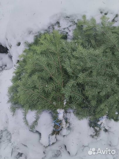 Пихтовый веник опт