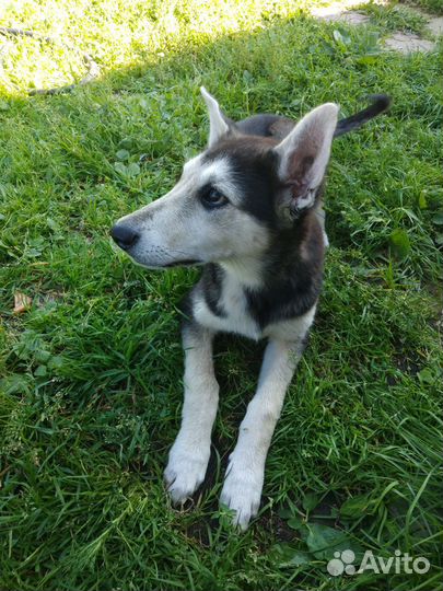 Щенок 4 месяца