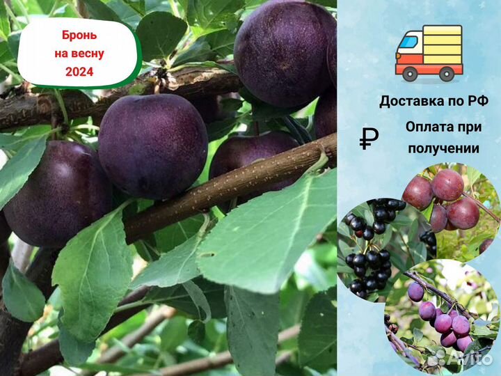 Гибрид вишня со сливой