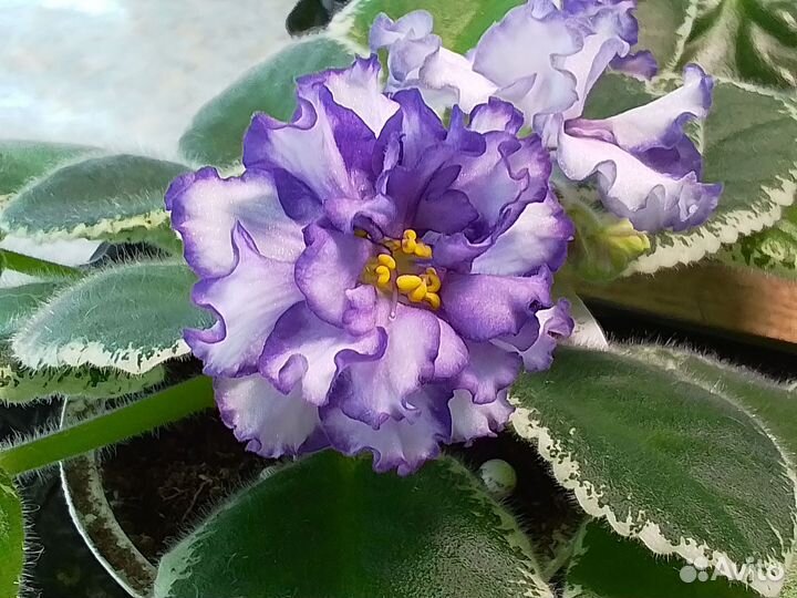 Сортовые фиалки