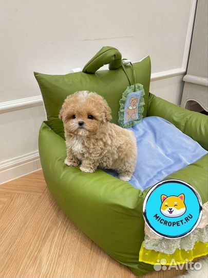 Той-пудель Мальтипу Микро из Кореи