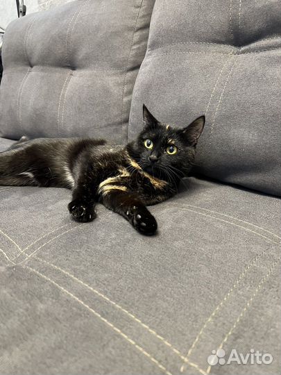 Кошка в добрые руки бесплатно