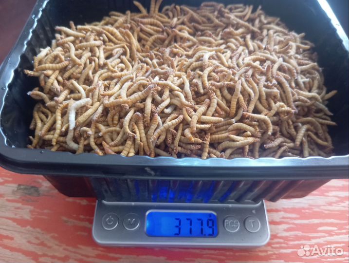 Мучник+зофобас 1 кг без 5и гр