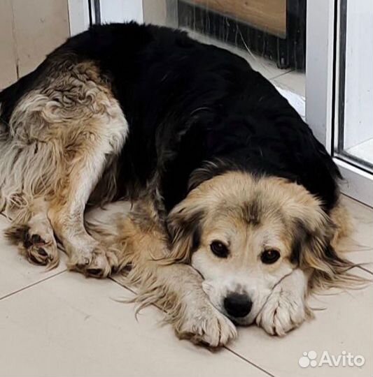 Собачка на улице