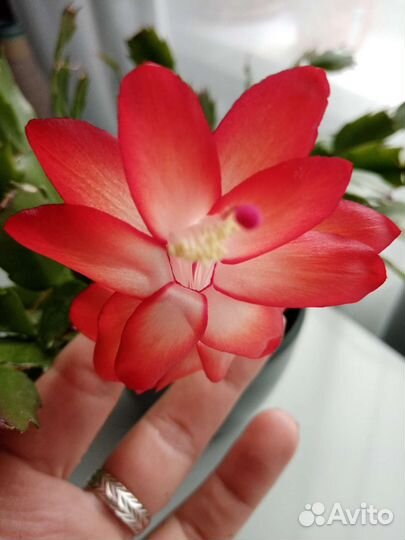 Декабрист шлюмбергера